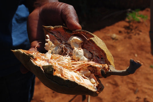 Wirkung von Baobab-Pulver? Erfahre mehr über die gesunde Superfrucht und ihre Vorteile