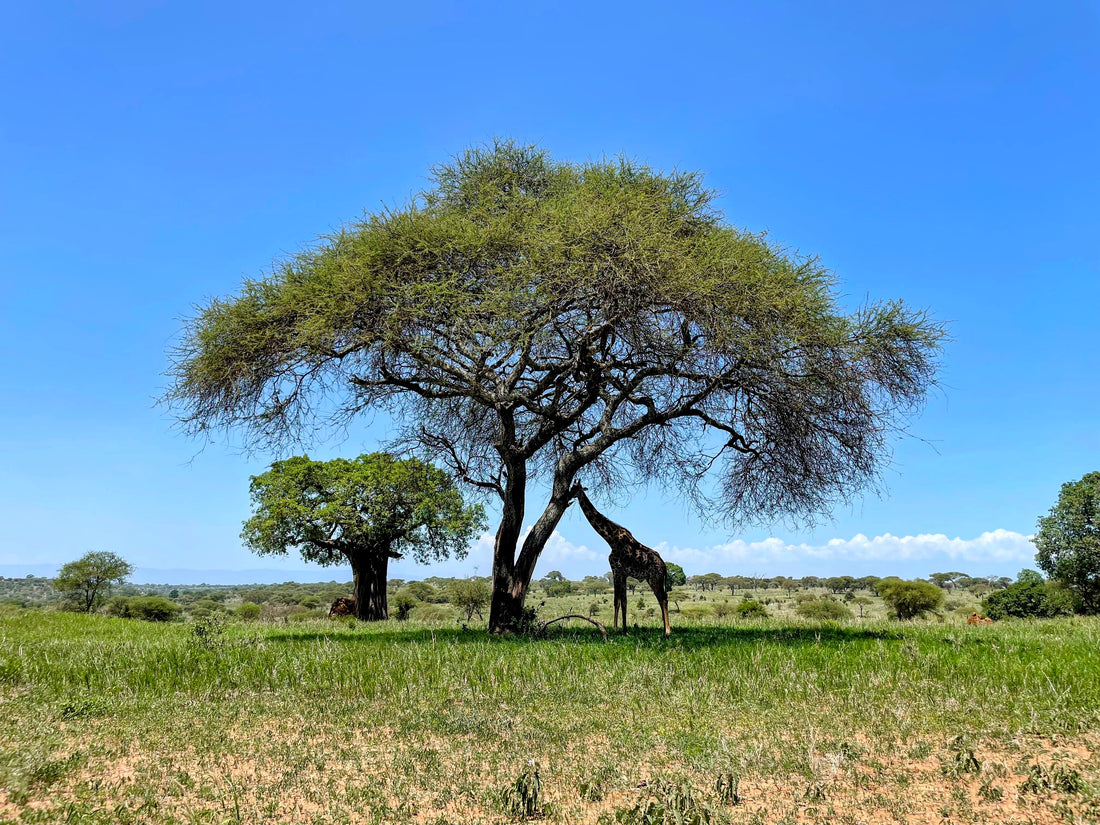 Baobab Bäume im Tarangire Nationalpark in Tansania