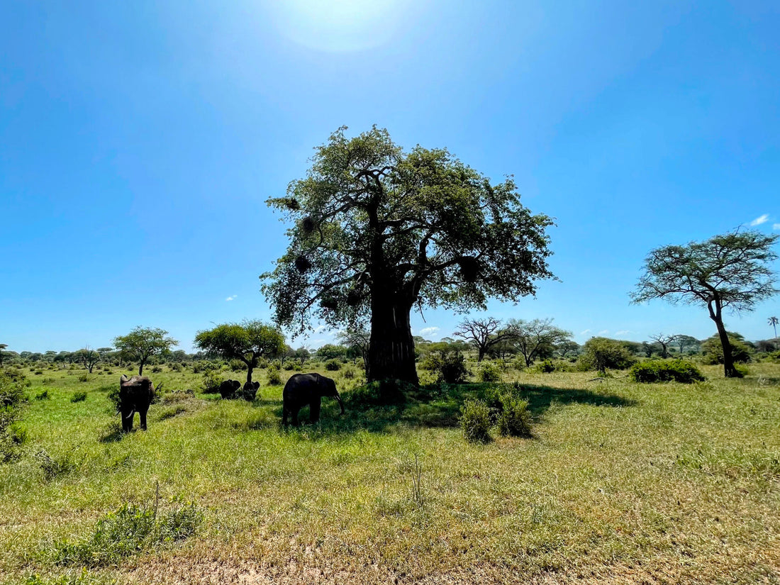 Der majestätische Afrikanische Affenbrotbaum: Symbol von Beständigkeit und Vielfalt